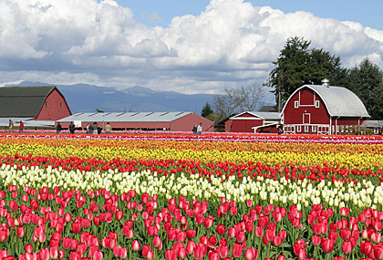 holland tulip farm